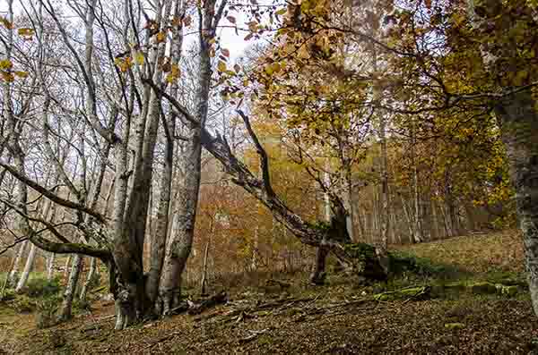 Reyno de Navarra - selva de Irati 21.jpg
